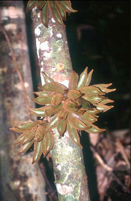 ปาหนันยูนาน Goniothalamus cheliensis Hu<br/>ANNONACEAE